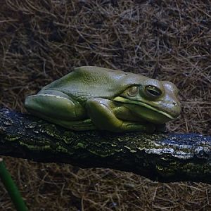White-lipped tree frog (Nyctimystes infrafrenatus)