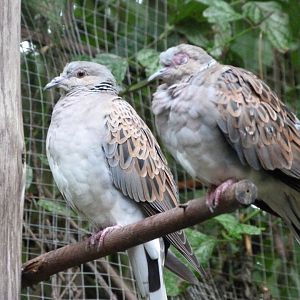 European turtle doves -Zoo Praha (2025)