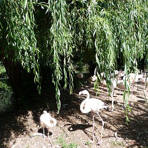 Greater flamingo exhibit -Zoo Praha (2025)