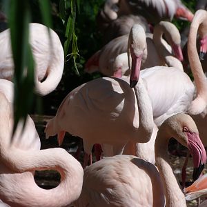 Greater flamingoes -Zoo Praha (2025)