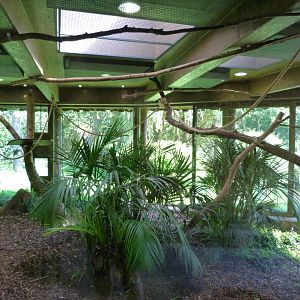 Javan gibbon indoors exhibit -Zoo Praha (2025)