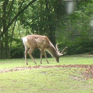 Mesopotamian fallow deer