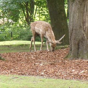 Mesopotamian fallow deer