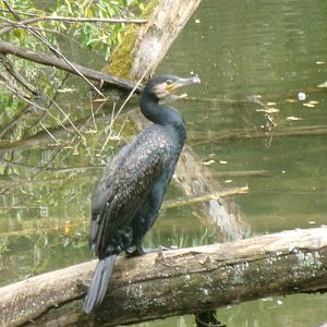 Eurasian great cormorant