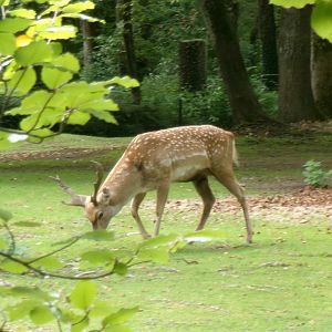 Mesopotamian fallow deer