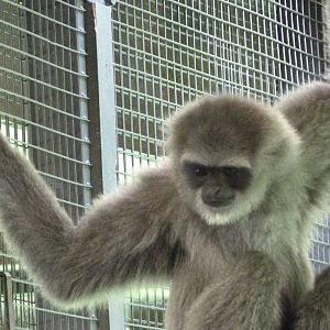Javan gibbon -Zoo Praha (2025)