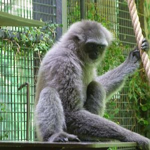 Javan gibbon -Zoo Praha (2025)
