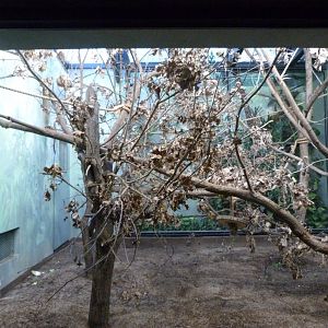 Yellow-breasted capuchin indoors exhibit -Zoo Praha (2025)