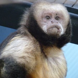 Yellow-breasted capuchin -Zoo Praha (2025)