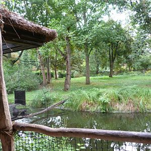 Mexican spider monkey exhibit -Zoo Praha (2025)