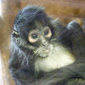 Mexican spider monkey -Zoo Praha (2025)