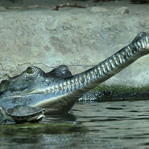 Gharial -Zoo Praha (2025)