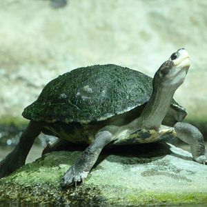 Brown roofed turtle -Zoo Praha (2025)