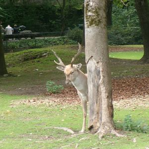 Mesopotamian fallow deer