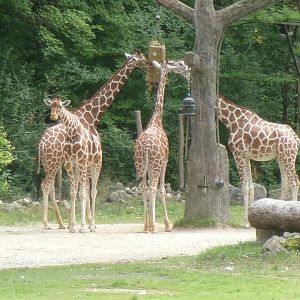 Reticulated giraffes