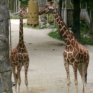Reticulated giraffes