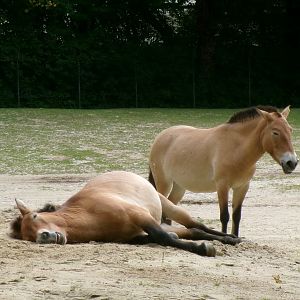 Przewalski's horses