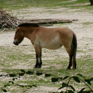 Przewalski's horse