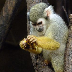 Common squirrel monkey -Zoo Praha (2025)