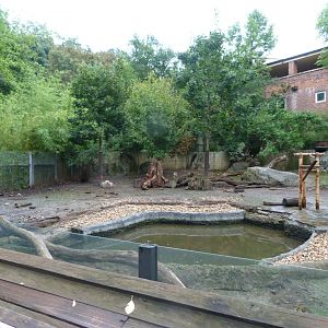 Giant anteater and Capybara exhibit -Zoo Praha (2025)