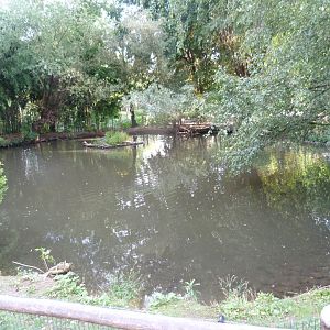 Southern screamer and waterfowl exhibit -Zoo Praha (2025)