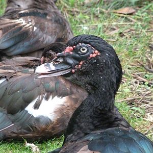 Muscovy duck -Zoo Praha (2025)