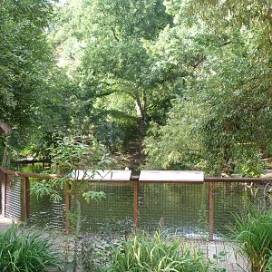 Great white pelican and Dalmatian pelican exhibit -Zoo Praha (2025)