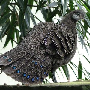 Grey peacock-pheasant -Zoo Praha (2025)