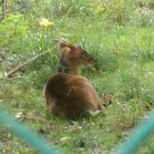 Reeves' muntjac