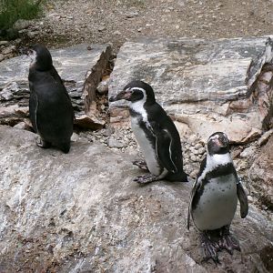 Humboldt's penguins