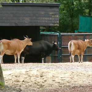 Javan bantengs