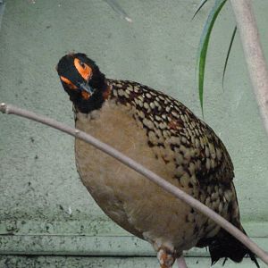 Cabot's tragopan -Zoo Praha (2025)