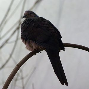 Barred cuckoo-dove -Zoo Praha (2025)