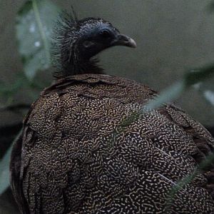 Malayan great argus -Zoo Praha (2025)