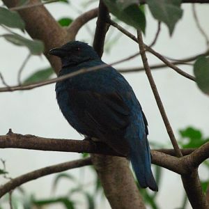 Asian fairy-bluebird -Zoo Praha (2025)