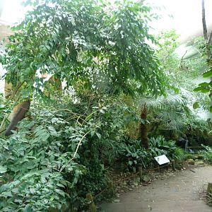 View in "Sichuan" -Zoo Praha (2025)