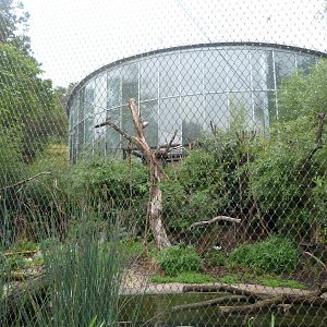 Outdoors aviary at "Sichuan" -Zoo Praha (2025)