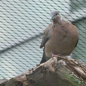 Chinese spotted dove -Zoo Praha (2025)