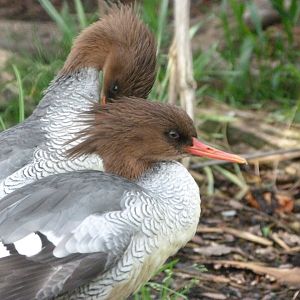 Chinese merganser -Zoo Praha (2025)