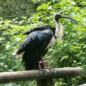 Straw-necked ibis