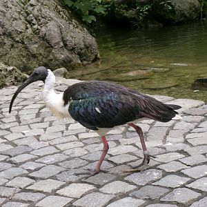 Straw-necked ibis