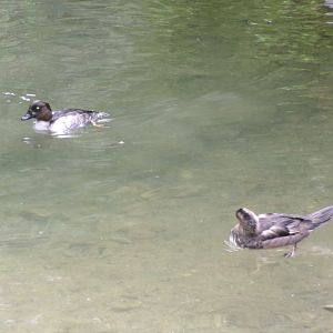 Lesser scaups