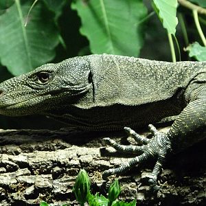 Crocodile monitor -Zoo Praha (2025)
