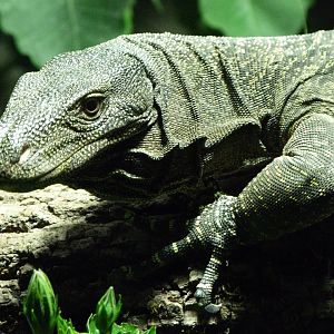 Crocodile monitor -Zoo Praha (2025)