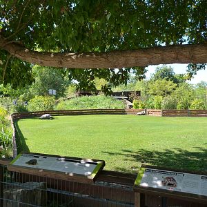 Santa Cruz giant tortoise, Pinzon giant tortoise and Aldabra giant tortoise exhibit -Zoo Praha (2025)