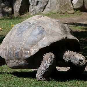 Aldabra giant tortoise -Zoo Praha (2025)