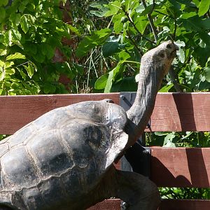 Pinzon giant tortoise -Zoo Praha (2025)