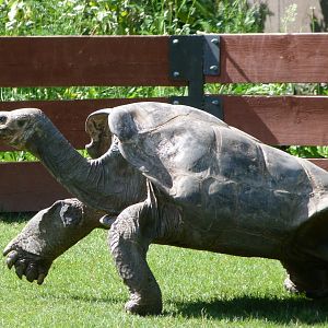 Pinzon giant tortoise -Zoo Praha (2025)