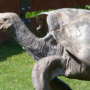 Pinzon giant tortoise -Zoo Praha (2025)