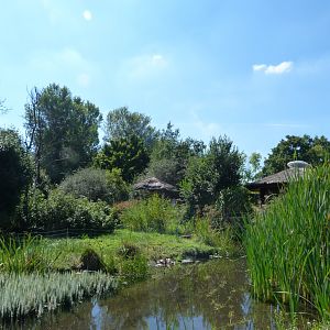 White-belted ruffed lemur exhibit -Zoo Praha (2025)